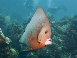 GRay Angelfish  IMG 6373